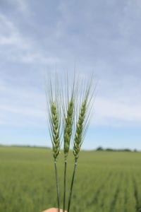 wheat seeds