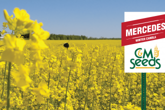 winter-canola
